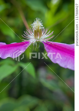 鐵線蓮「拉佩爾醫生」脫掉衣服,變成花瓣。花語是「精神之美」、「旅人的喜悅」、「甜蜜的束縛」。 鐵線蓮「拉佩爾醫生」脫掉衣服,變成花瓣。花語是「精神之美」、「旅人的喜悅」、「甜蜜的束縛」。 117888427