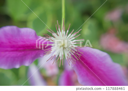 Clematis "Doctor Rappel" sheds its clothes and becomes a pistil. The flower language is "beauty of the spirit," "traveler's joy," and "sweet bondage." 117888461