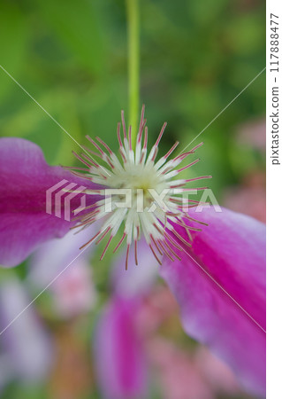 Clematis "Doctor Rappel" sheds its clothes and becomes a pistil. The flower language is "beauty of the spirit," "traveler's joy," and "sweet bondage." 117888477