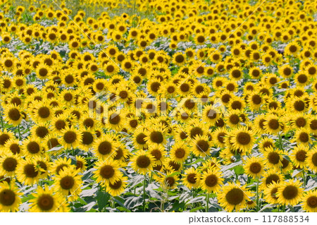 Sunflower fields in Kiyose City (summer image) Sunflower fields in Kiyose City (summer image) 117888534