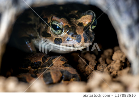 Close up of Egyptian green toad 117888610