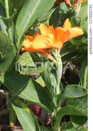 indian shot flower plant on nursery indian shot flower plant on nursery 117888781
