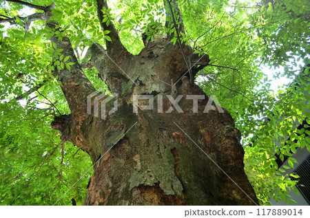 The sacred tree of Yamana Hachiman Shrine, the god of safe childbirth and child rearing, in Yamana Town, Takasaki City, Gunma Prefecture 117889014