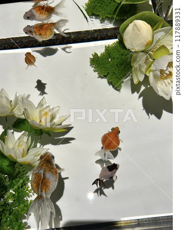 金魚游得很漂亮 117889331