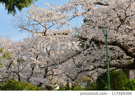 Yokohama/Yamate Park 117889366