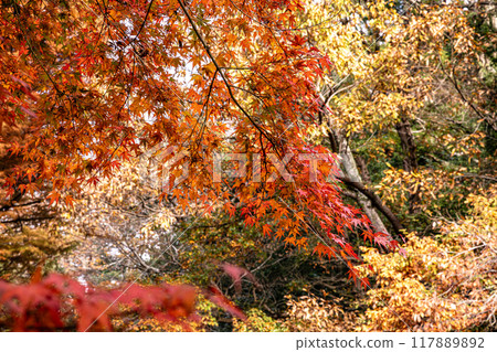 Autumn is a time when the leaves change color, the cold wind blows on your skin, and the red and yellow colors are a delight to the eyes. Autumn is a time when the leaves change color, the cold wind blows on your skin, and the red and yellow colors are a delight to the eyes. 117889892