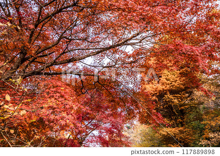 Autumn is a time when the leaves change color, the cold wind blows on your skin, and the red and yellow colors are a delight to the eyes. Autumn is a time when the leaves change color, the cold wind blows on your skin, and the red and yellow colors are a delight to the eyes. 117889898