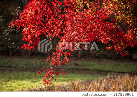 Autumn is a time when the leaves change color, the cold wind blows on your skin, and the red and yellow colors are a delight to the eyes. 117889901