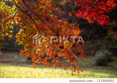 秋天是樹葉變色的季節，寒風拂過肌膚，紅黃的顏色讓人賞心悅目。 117889902