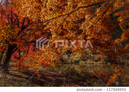 Autumn is a time when the leaves change color, the cold wind blows on your skin, and the red and yellow colors are a delight to the eyes. Autumn is a time when the leaves change color, the cold wind blows on your skin, and the red and yellow colors are a delight to the eyes. 117889950