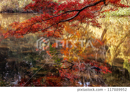 Autumn is a time when the leaves change color, the cold wind blows on your skin, and the red and yellow colors are a delight to the eyes. Autumn is a time when the leaves change color, the cold wind blows on your skin, and the red and yellow colors are a delight to the eyes. 117889952