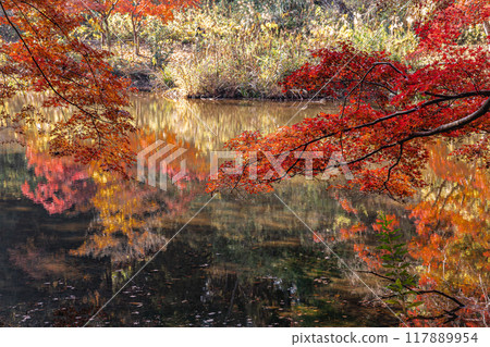 Autumn is a time when the leaves change color, the cold wind blows on your skin, and the red and yellow colors are a delight to the eyes. Autumn is a time when the leaves change color, the cold wind blows on your skin, and the red and yellow colors are a delight to the eyes. 117889954