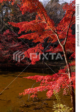 Autumn is a time when the leaves change color, the cold wind blows on your skin, and the red and yellow colors are a delight to the eyes. Autumn is a time when the leaves change color, the cold wind blows on your skin, and the red and yellow colors are a delight to the eyes. 117889961