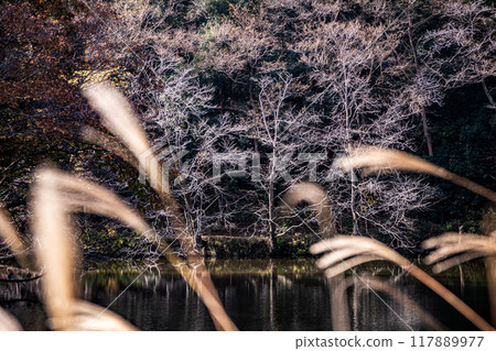 Autumn is a time when the leaves change color, the cold wind blows on your skin, and the red and yellow colors are a delight to the eyes. Autumn is a time when the leaves change color, the cold wind blows on your skin, and the red and yellow colors are a delight to the eyes. 117889977