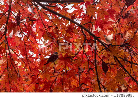 Autumn is a time when the leaves change color, the cold wind blows on your skin, and the red and yellow colors are a delight to the eyes. Autumn is a time when the leaves change color, the cold wind blows on your skin, and the red and yellow colors are a delight to the eyes. 117889993