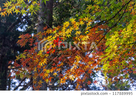 Autumn is a time when the leaves change color, the cold wind blows on your skin, and the red and yellow colors are a delight to the eyes. Autumn is a time when the leaves change color, the cold wind blows on your skin, and the red and yellow colors are a delight to the eyes. 117889995