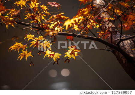 秋天是樹葉變色的季節,寒風拂過肌膚,紅黃的顏色讓人賞心悅目。 秋天是樹葉變色的季節,寒風拂過肌膚,紅黃的顏色讓人賞心悅目。 117889997