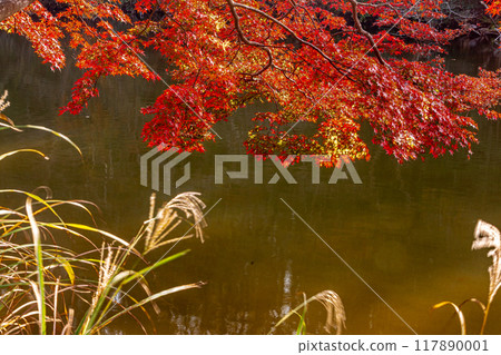 Autumn is a time when the leaves change color, the cold wind blows on your skin, and the red and yellow colors are a delight to the eyes. Autumn is a time when the leaves change color, the cold wind blows on your skin, and the red and yellow colors are a delight to the eyes. 117890001