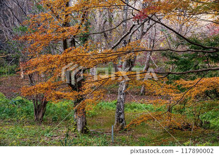 Autumn is a time when the leaves change color, the cold wind blows on your skin, and the red and yellow colors are a delight to the eyes. Autumn is a time when the leaves change color, the cold wind blows on your skin, and the red and yellow colors are a delight to the eyes. 117890002