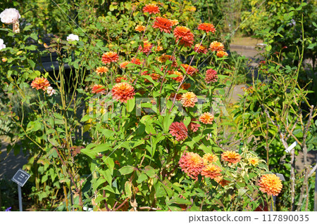 可以看到橫濱·港口的山公園 117890035