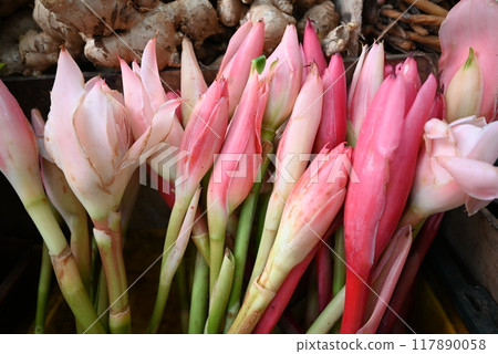 Torch ginger buds - laksa ingredients Torch ginger buds - laksa ingredients 117890058