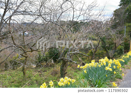 千葉和房總的油菜花 117890302