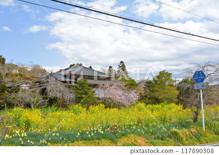 Rape blossoms in Chiba and Boso 117890308