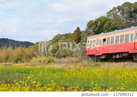 千葉和房總的油菜花 117890312