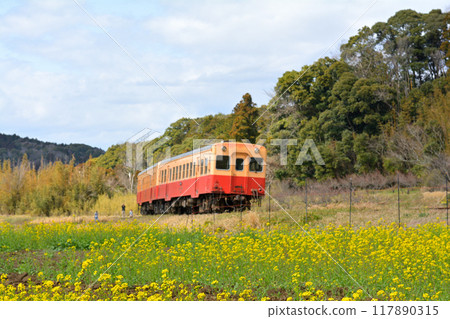 千葉和房總的油菜花 117890315