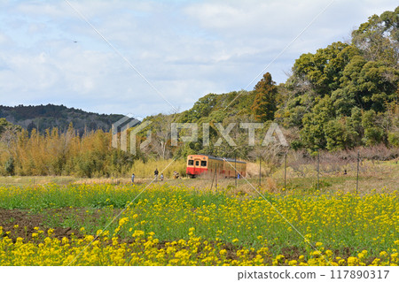 千葉和房總的油菜花 117890317