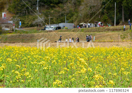 Rape blossoms in Chiba and Boso 117890324