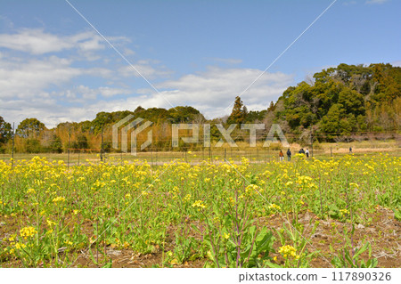 Rape blossoms in Chiba and Boso 117890326