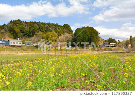 千葉和房總的油菜花 117890327