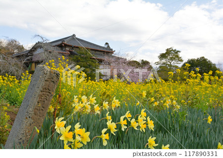 千葉和房總的油菜花 千葉和房總的油菜花 117890331