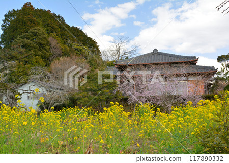 千葉和房總的油菜花 千葉和房總的油菜花 117890332