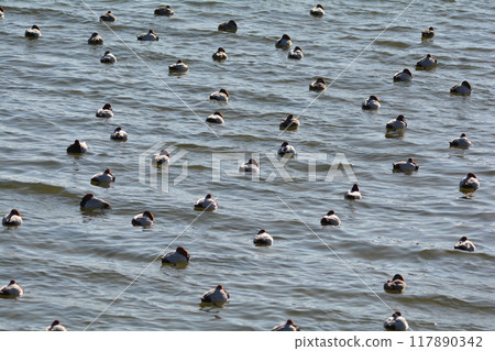 紅頭潛鴨 117890342