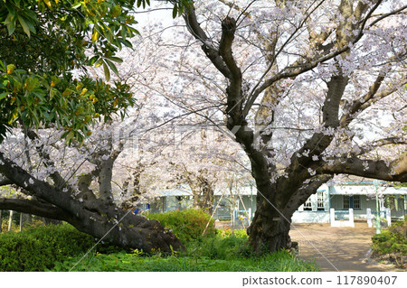 橫濱/山手公園 117890407