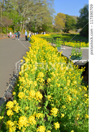 橫濱里山花園 117890709
