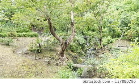 Sankeien Garden, a scenic spot in Yokohama City, enveloped in fresh greenery Sankeien Garden, a scenic spot in Yokohama City, enveloped in fresh greenery 117890796