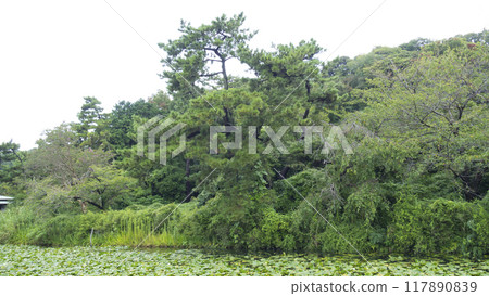 三溪園，綠樹環繞的橫濱名勝 117890839