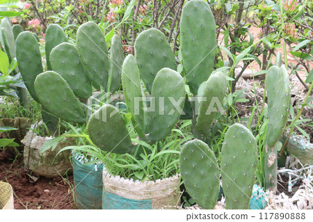 Barbary Fig plant on nursery 117890888