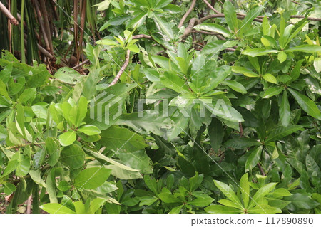 Barringtonia acutangula plant on garden Barringtonia acutangula plant on garden 117890890
