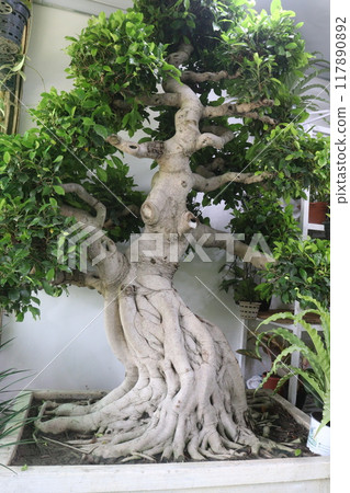 Big Ficus Bonsai plant on pot in nursery Big Ficus Bonsai plant on pot in nursery 117890892