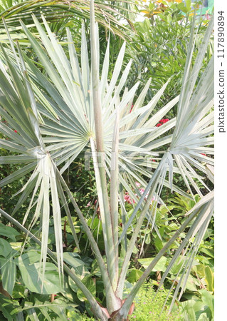 Bismarck palm plant on nursery Bismarck palm plant on nursery 117890894