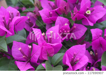 Bougainvillea spectabilis flower plant on farm Bougainvillea spectabilis flower plant on farm 117890907