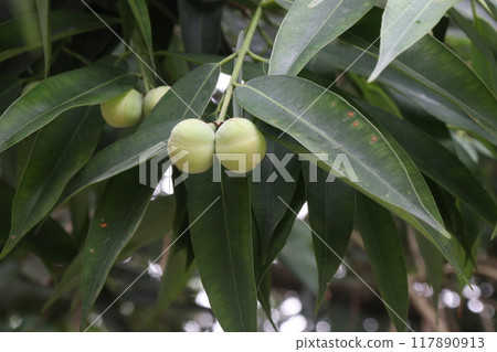 Ceylon ironwood bud on plant in farm 117890913