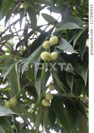 Ceylon ironwood bud on plant in farm 117890914
