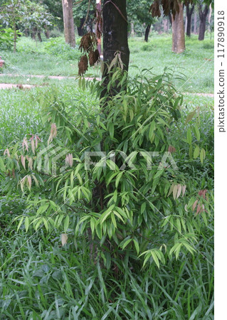 Ceylon ironwood bud on plant in farm 117890918