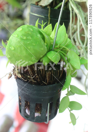 Dischidia leaf plant on farm 117890926