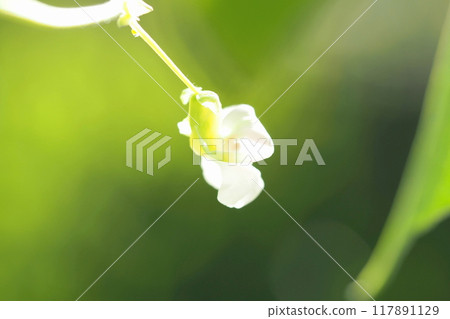Shiny white kidney bean flowers 117891129